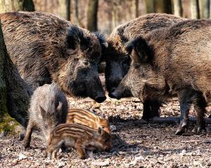 Les collégiens, cobayes du burger au sanglier