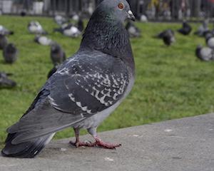 Strasbourg vole dans les plumes des pigeons en douceur