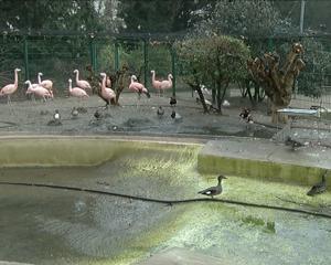 Le zoo de Strasbourg en danger