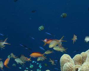 One Ocean Summit: «Les sujets sur lesquels la France a une position insoutenable sont délibérément omis»