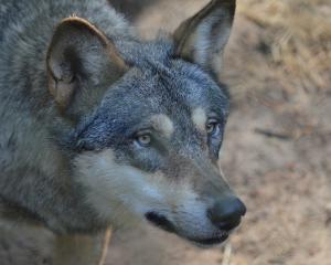 Le loup, invité mystère en Alsace